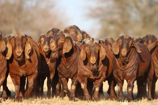 Goats