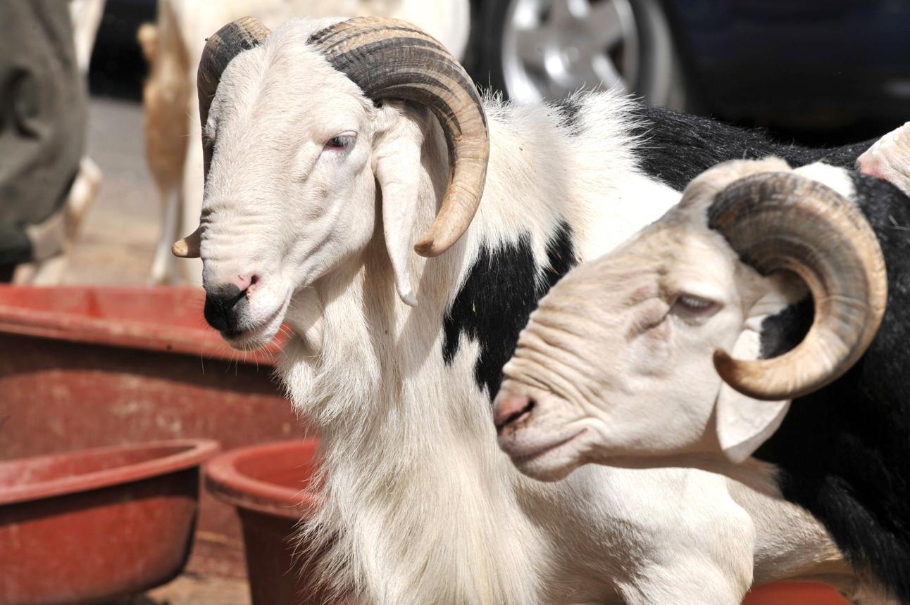 Rams